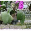 花卉苗床網(wǎng)廠家供應(yīng)，溫室苗床網(wǎng)廠家直銷