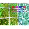 綜合防偽全息標貼，不干膠防偽標簽