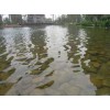 廠家大量供應各優(yōu)質景觀水處理