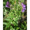 生產(chǎn)廠(chǎng)家現(xiàn)貨供應(yīng)85%黃芩苷 Baicalin貝加靈