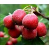 專(zhuān)業(yè)廠(chǎng)家生產(chǎn)供應(yīng)山楂提取物5:1 10:1 20:1比例