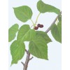 專(zhuān)業(yè)廠(chǎng)家生產(chǎn)供應(yīng)桑葉提取物5:1 10:1 20:1比例