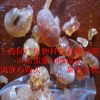 阿拉伯膠，9000-01-5阿拉伯膠，阿拉伯膠價格