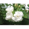 歐亞玫瑰香精、高級洗護發香精、天然桂花香精、江南茉莉香精